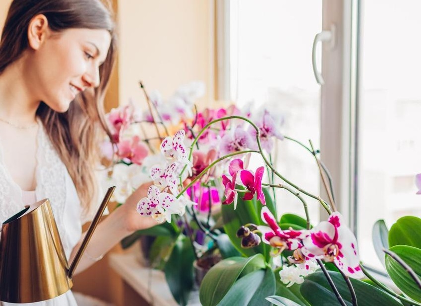 Как ухаживать за орхидеей в домашних условиях правила для роскошного цветения