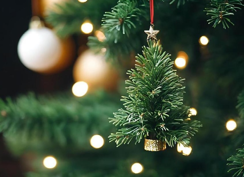 Как выбрать живую елку на Новый год чтобы она простояла долго