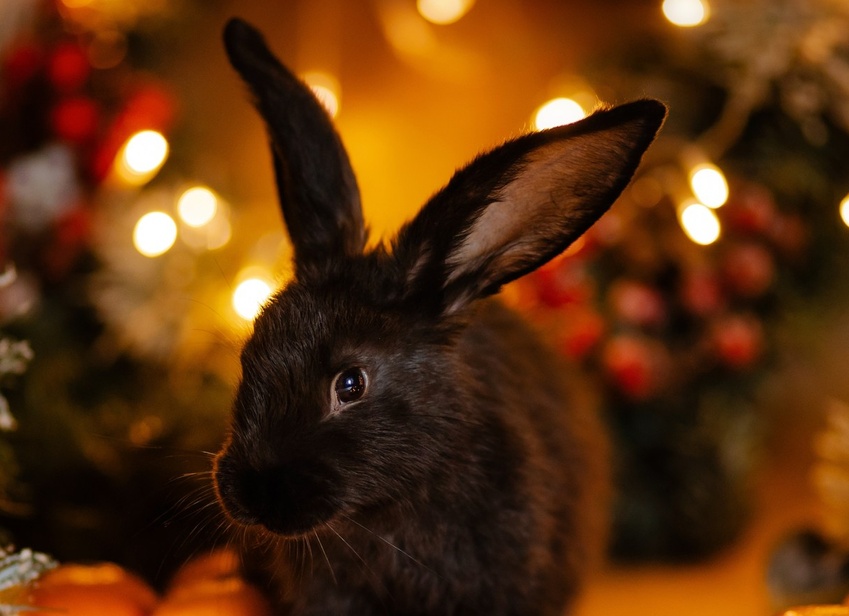 Как правильно встретить Новый год и не разозлить Черного Кролика 5 важных советов
