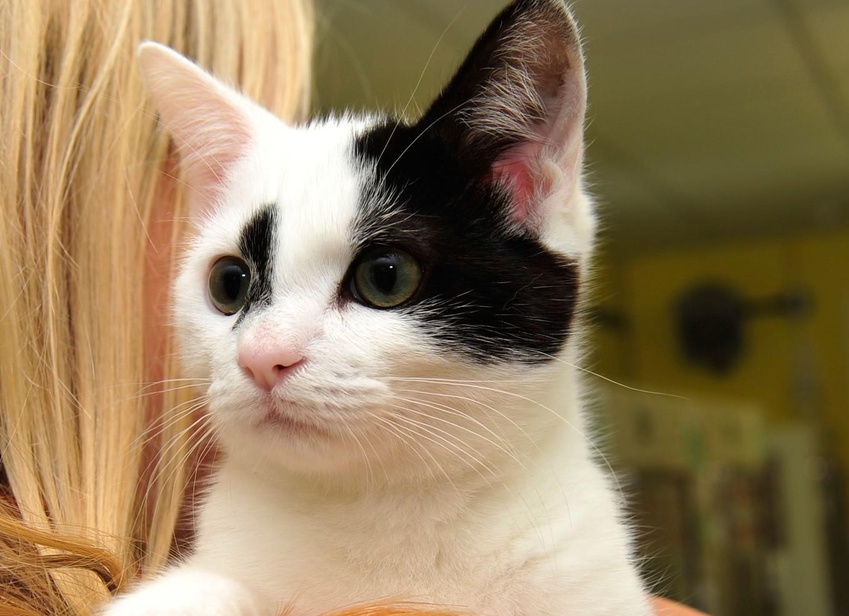 Как понять кого кот выбрал своим хозяином в семье