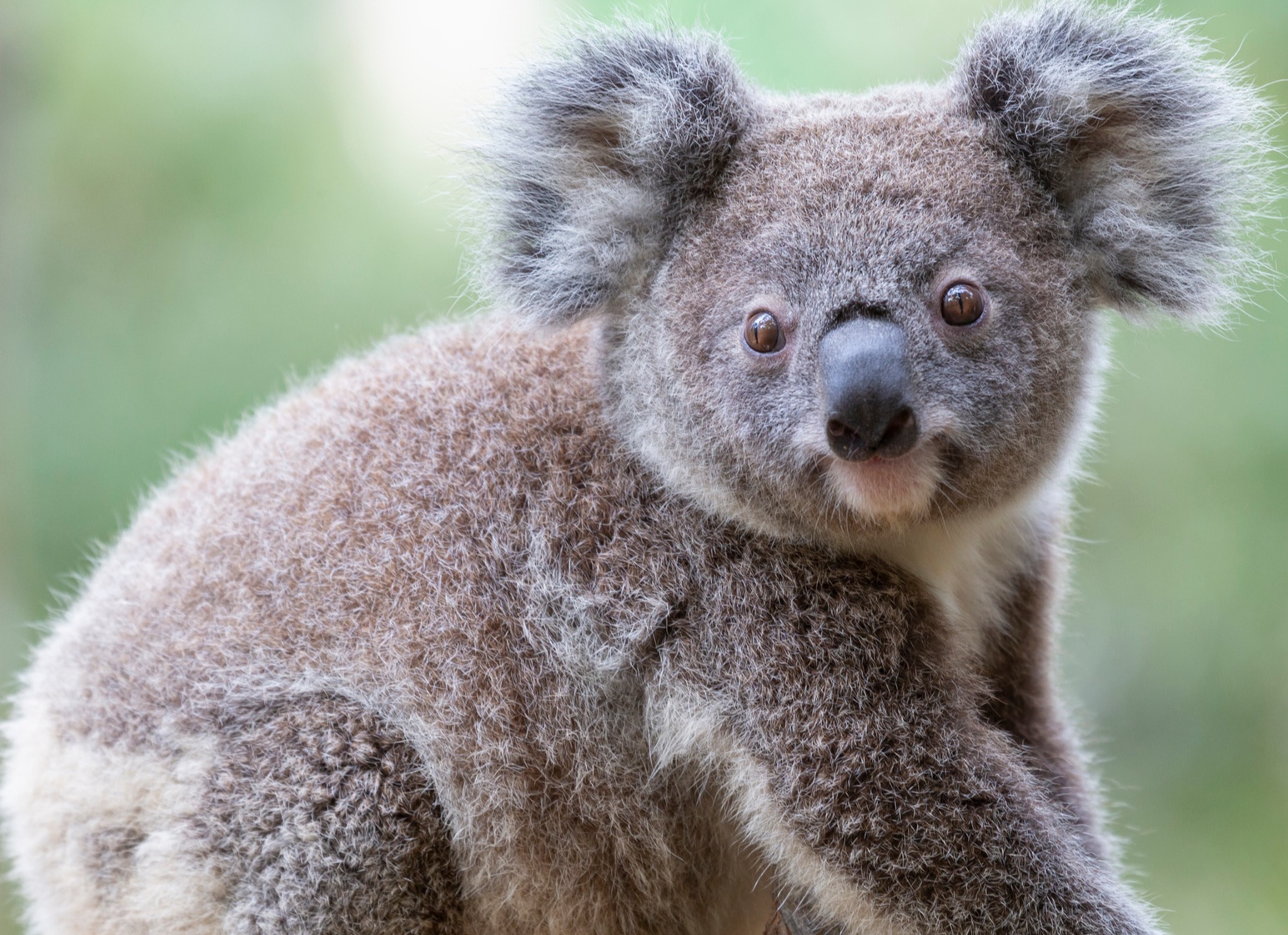 Играя сохраняй Kinder вместе с WWF познакомят детей с исчезающими видами животных