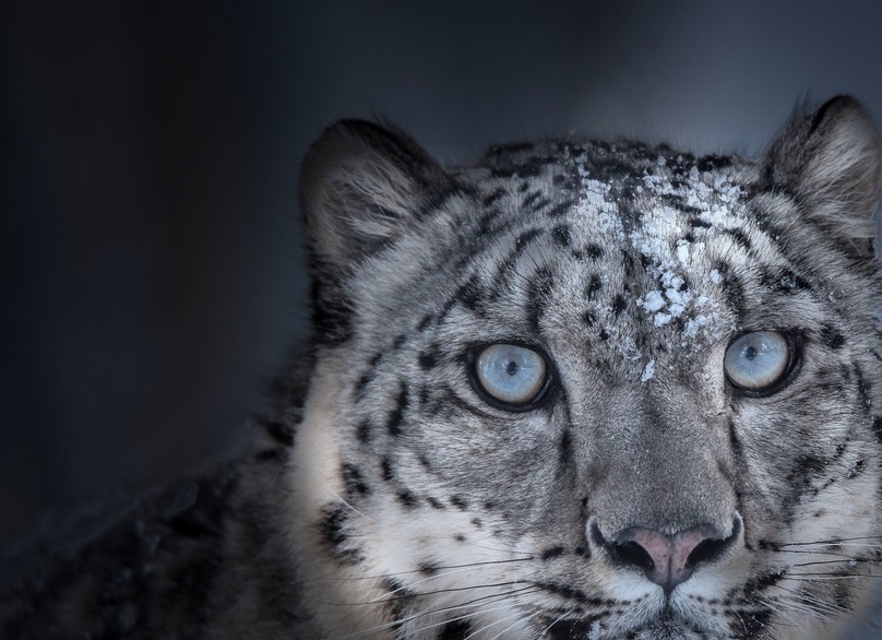 5 самых-самых снежных барсов России